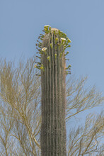 Saguaro Cactus Bloom In May In The Arizona Desert With Many Bright White And Yellow Blooming Flowers That Look Similar To A Daisy. These Decorative Blooms Grow On The Top Of The Majestic Cactus,