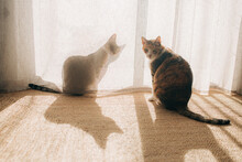 Two Tabby Cats At Home