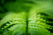 © Tytia Habing/Stocksy - Fern