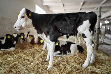 View At Baby Cows At Milk Farm Indoors