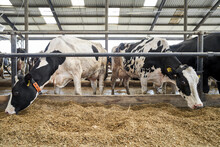 View At Cows At Milk Farm Indoors