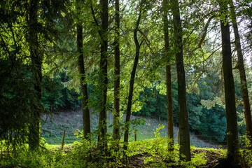  morning in the forest