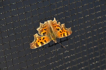 Comma butterfly (Polygonia c-album) perched on the trampoline safety net against black background
