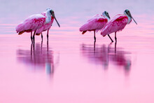 Pink Birds In The Water