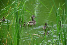 Duck With Little Ducklings Swimming In The Pond And Hiding In The Reeds