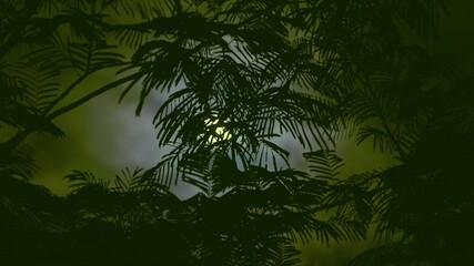 Wall Mural - the full moon peeps through the branches of palm trees and exotic trees on the seashore. background 