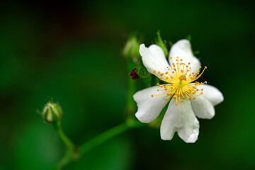 Poster - Dog rose // Hunds-Rose (Rosa canina)