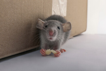 Wall Mural - Small grey rat with piece of cheese near cardboard box on white background