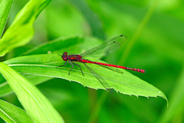 Sticker - Large red damselfly // Frühe Adonislibelle, Frühe Adonisjungfer (Pyrrhosoma nymphula)