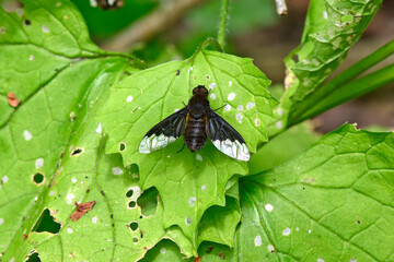 Sticker - Trauerwollschweber, Trauerschweber, Wollschweber  (Hemipenthes morio) // Bee-fly