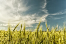 Ears Of Green Wheat In The Field. Ripening Crop In The Field.
