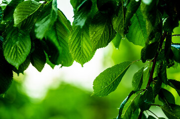 cherry leaves after rain with water droplets