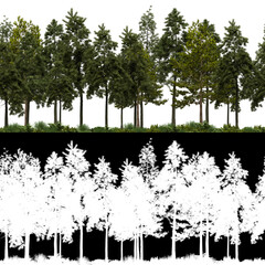 Wall Mural - 3d render of horizon pine trees line in 4k available for loop. tileable. for create infinite nature 