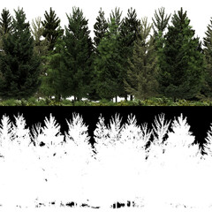 Wall Mural - 3d render of horizon pine trees line in 4k available for loop. tileable. for create infinite nature 