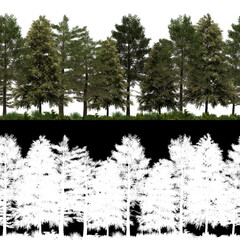 Wall Mural - 3d render of horizon pine trees line in 4k available for loop. tileable. for create infinite nature 
