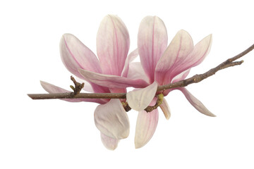 Wall Mural - Pink magnolia flower