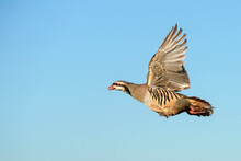 Chukar Partridge - Flight