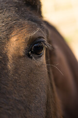 Canvas Print - Closeup shot of a brown horse's eye with long lashes