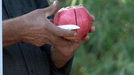 Wall Mural - Close up of mans hands cutting pomegranate with a knife outdoor.