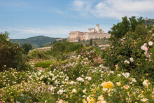 The Famous Basilica Of St. Francis Of Assisi (Basilica Papale Di San Francesco) View From The Rose Garden In The Spring Season, Umbria, Italy