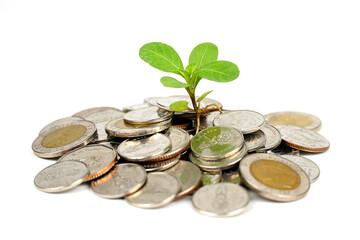 Pile of money with little plant growing on money isolated on white background - finance growth concept.
