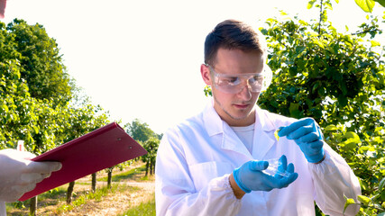 A plant specialist, checking the field soy, in a white coat makes a test analysis in a tablet, a background of greenery. Concept ecology, bio product, inspection, water, natural products, professional