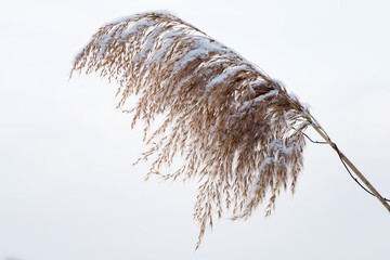 Wall Mural - White snow on reed seeds.