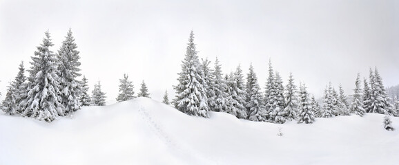 Wall Mural - winter landscape of mountains with pathway on snow in fir forest and glade. carpathian mountains