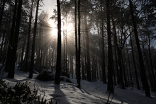 Sunset In Snowy Woods