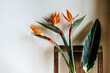 © Vera Lair/Stocksy - Bird of paradise plant