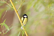 Great Tit Perched On Bamboo
