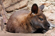 View of a furry Australian wallaby