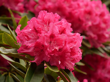 Closeup Shot Of Beautiful Pink Rhododendron Flowers On A Shrub