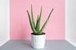 © David Prado/Stocksy - Green succulent plant in pot on table