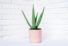 Green Succulent Plant In Pot On Table