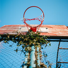 Abandoned Basketball Hoop Covered In Ivy