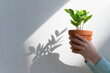 © jamie grill atlas/Stocksy - Child Holding Green Plant in Sunlight