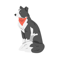 Wall Mural - Border Collie Dog in Red Neckerchief, Side View of Sitting Smart Shepherd Pet Animal with Black White Coat Cartoon Vector Illustration