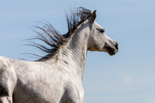 Appaloosa Horse Portrait.