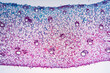 © Pansfun Images/Stocksy - gallnut plant cells micrograph