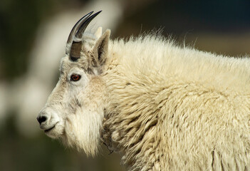 Canvas Print - On the Mountaintop with Goats