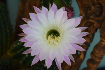 Poster - Selenicereus grandiflorus Kaktus in Blüte