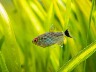 redeye tetra (Moenkhausia sanctaefilomenae) isolated in a fish tank with blurred background