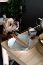Adorable Hungry Dog At The Dumpling Table