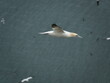 northern gannet (Morus bassanus) flying above ocean 