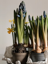 Closeup Living Flowers That Growth From Bulb In Apot 