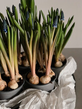 Spring Flowers With Bulbs Grows In Pots In Flower Shop
