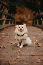 A Pomeranian Dog On An Autumn Day