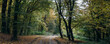 Enchanted autumn forest panorama