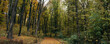 Path through the autumn woods panorama